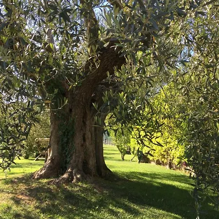 Gli Ulivi Willa Monteleone dʼOrvieto