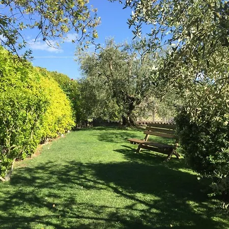 Gli Ulivi