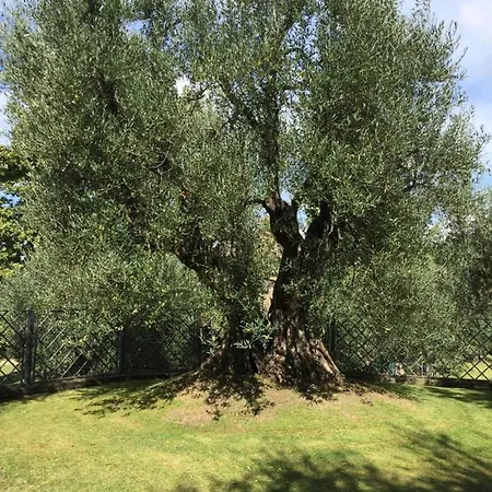 Gli Ulivi Villa Monteleone d'Orvieto