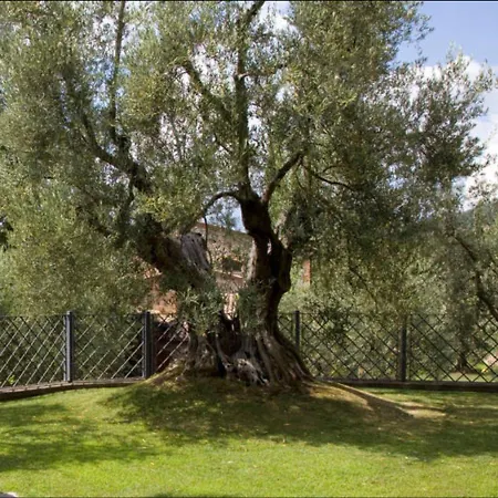 Gli Ulivi * Monteleone dʼOrvieto
